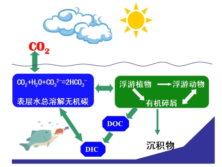 carboncycle
