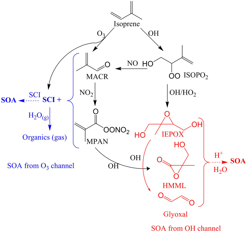 Mechanisms-for-SOA-formation-from-the-O3-and-OH-oxidation-channels-of-isoprene.png