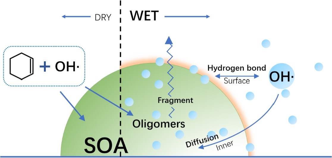 RH on SOA from cyclohexene.jpg RH on SOA from cyclohexene.jpg