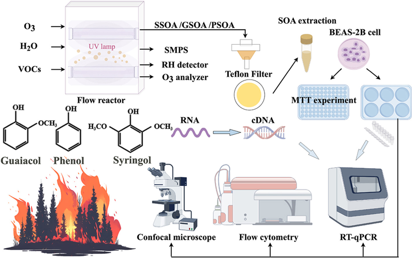 BBSOA Oxidative Stress.jpg